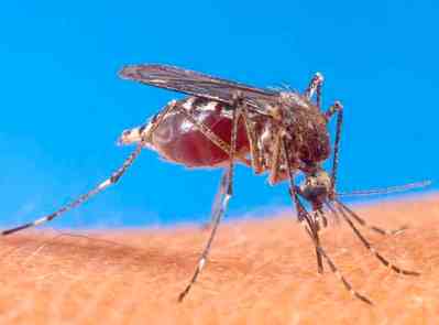 mosquito-feeding-usda.jpg